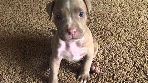 4 Months Old Pitbull Puppies 4 Months Old Pitbull Puppies Needing A