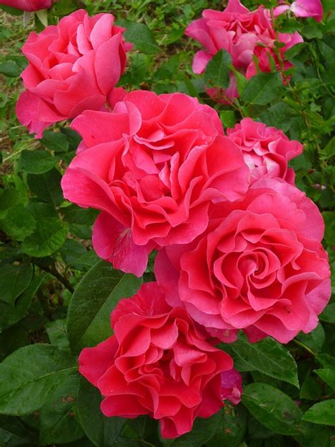 Free Photo Rose Pink Summer Flower Nature Free Image On Pixabay