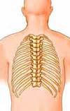 These three types can then be classified as either typical or atypical. Spine and Human Anatomy: Questions & Answers