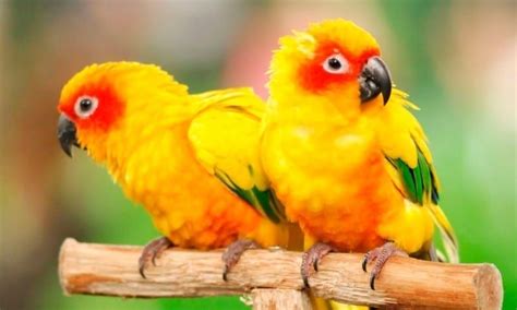 Color Verde Claro Bird Yellow Net Bow Braid Pet Store Pet Store