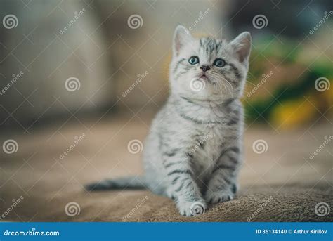 Grey Striped Kitten Stock Photo Image 36134140