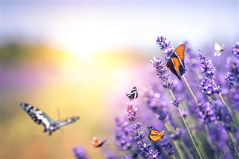 Butterflies At Sunset Stock Photo Download Image Now Istock