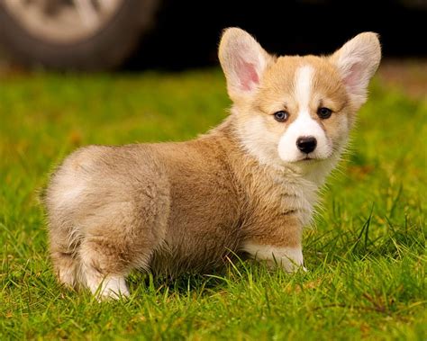 48 Corgi Puppies Wallpaper Wallpapersafari