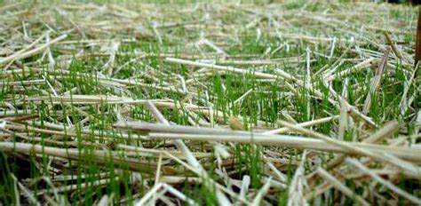 How To Grow Fescue Grass In Your Yard Todays Homeowner