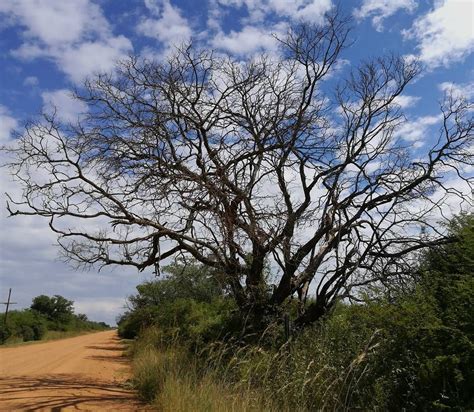 dry africa tree reflection of the harsh but beaty of africa roadlesstravelled africa