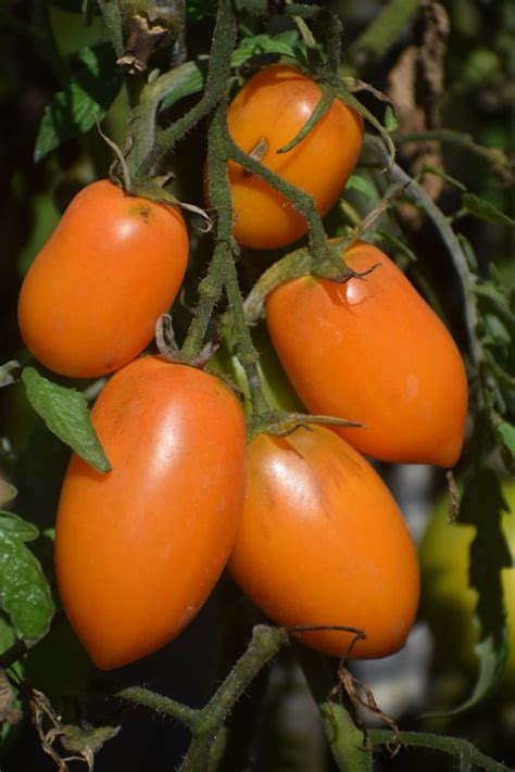 Tomato Orange Roma Seedfreaks