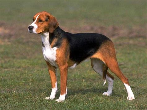 Beagle In History Of Foxhound