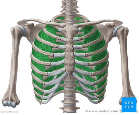 Rib Cage Muscles If All These Muscles Are Tight It Can Leave You