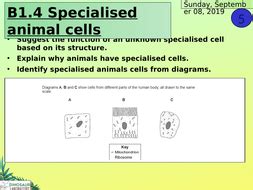 Genetic variation in selenoprotein s influences inflammatory response. KS4 B1.4 Specialised animal cells | Teaching Resources