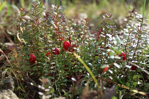 How To Grow Cranberries