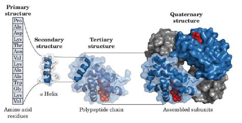 Fajarv Protein Structure