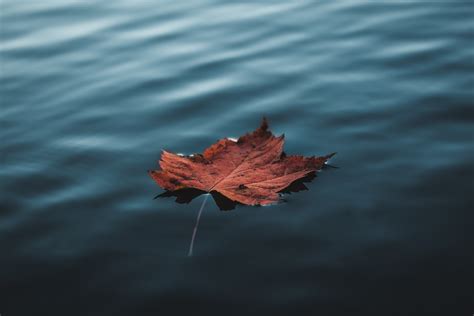 Orange Autumn Leaf Floating On Water Hd Nature 4k Wallpapers Images