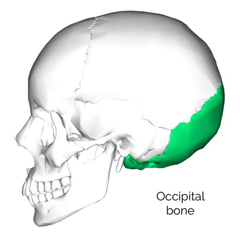 Bones Of The Skull Skull Osteology Anatomy Geeky Medics