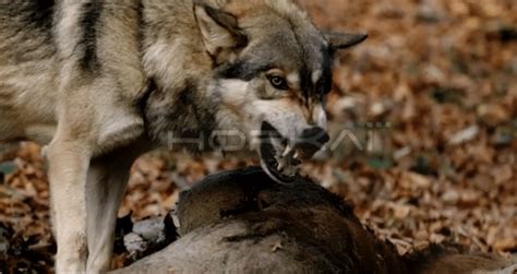Long Close Shot Of Wolf Protecting Carcass Snarling Wolves Walking