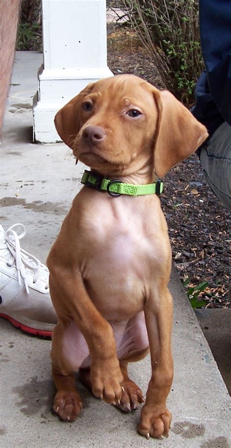 Baby Vizsla Love This Baby Cute Puppies Cute Animals Vizsla Puppies