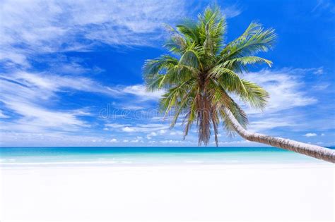 Palm Tree On Tropical Paradise Beach With Turquoise Blue Water And Blue