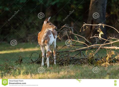 Piebald Whitetail Deer Fawn Stock Photo Image Of Unique Variation