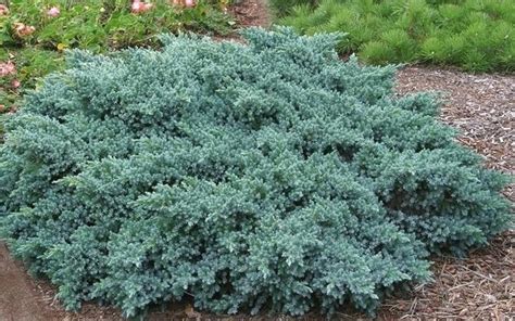 Blue Star Juniper Is A Slow Growing Dwarf Evergreen Shrub With Intense Blue Fo… 1000 Modern