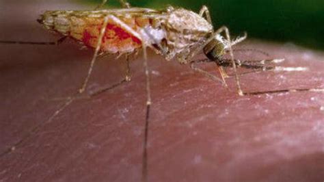 Spread Of Drug Resistant Malaria Parasites Looms Large The Hindu