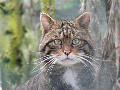 Filewildcat At The Highland Wildlife Park