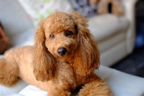 70 Cute And Classy Poodle Names