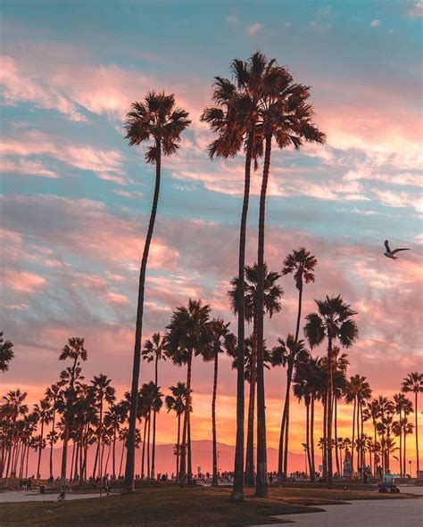 𝚏𝚘𝚕𝚕𝚘𝚠 𝚖𝚎 𝚘𝚗 𝚟𝚜𝚌𝚘 𝚐𝚘𝚘𝚍𝚕𝚒𝚒𝚏𝚎𝚎𝚎 California Palm Trees Palm Tree