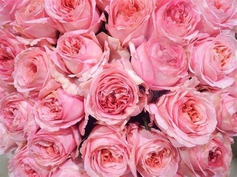 Roses Of Delicate Pink Color With A Dense Terry Center Big Bouquet