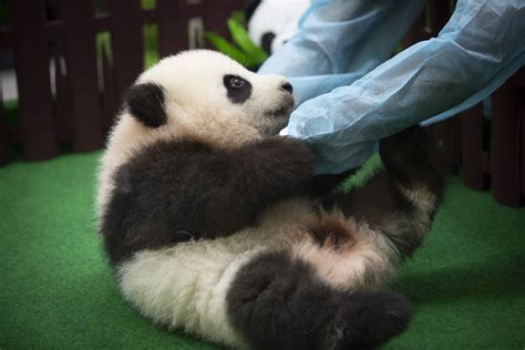 In Pictures Visitors Go A As Baby Panda Born In Malaysia Zoo Makes