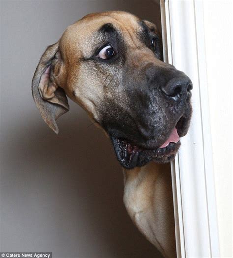 Black great dane, great dane, great dane photography, pet photography. Meet Presley--The Real-Life Scooby Doo Who's Afraid Of ...