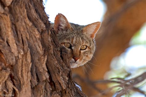 Dean Polley African Wildcat Kgalagadi Transfrontier Park Africa