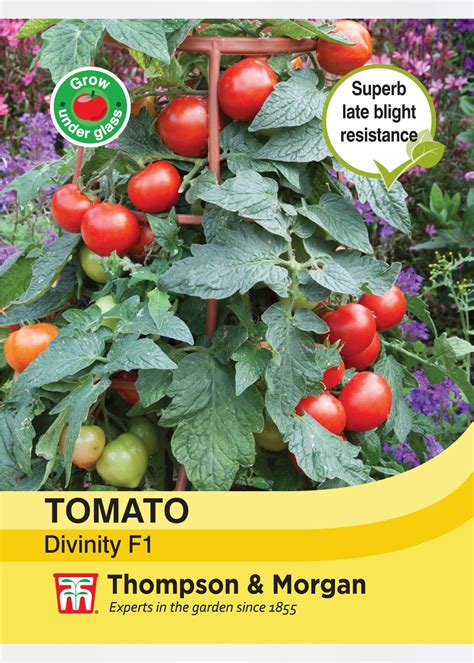 Tomato Divinity Seeds Dobbies Garden Centres