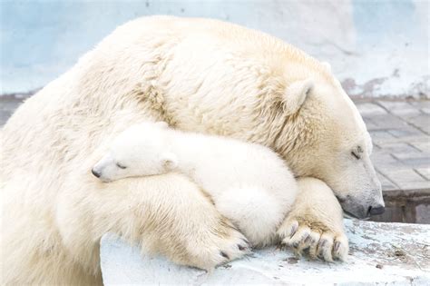 Polar Bear Cub Nestled With Mother Will Fill Your Heart With Warm