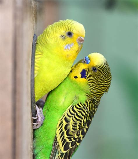 Male And Female Budgie Parrot Budgies Budgerigar Budgies Bird