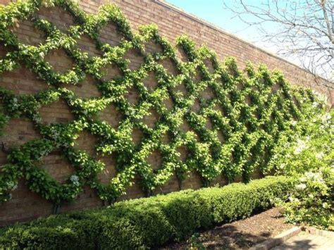 Awesome Inspirations To Make Wall Climbing Plants On Your Backyards