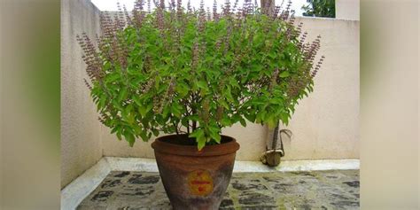 How To Grow Tulsi Plant At Home In 7 Easy Steps तुलसी के पौधे को हरा