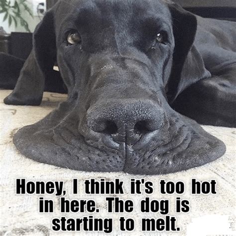 Honey I Think Its Too Hot In Here Meme Guy