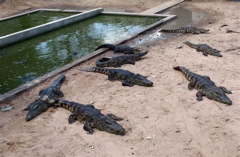 Crocodiles Eat 2 Year Old Girl Alive In Cambodia