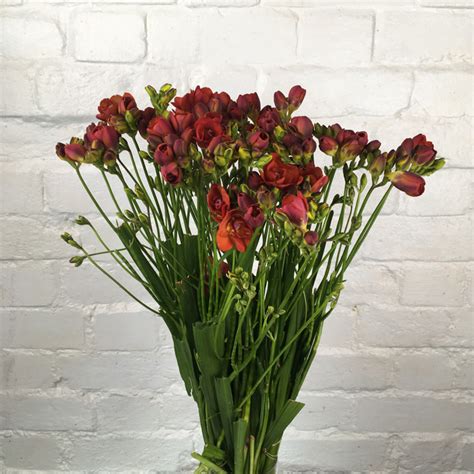 Vat per bunch of 10 stems add to basket 30 in stock. Buy Wholesale Freesia, Double, Red, Burnt Orange UK ...
