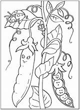 Pea Coloring Pages Print sketch template