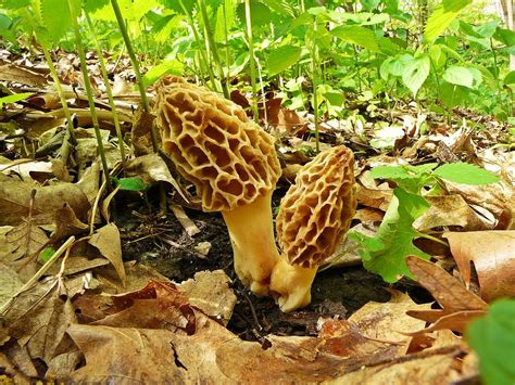 Fungus Amongus Photograph By Robert Mccarthy