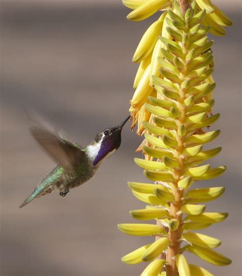 Desert Birds Are Marvels Of Adaptation The Naturalist Journeys Blog