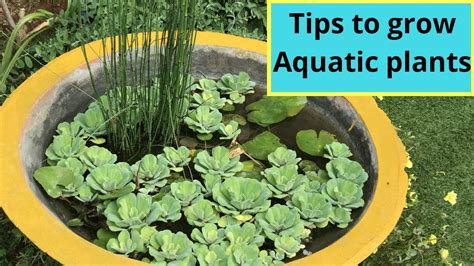 How To Grow Aquatic Plantshow To Prepare Pot For Aquatic Plants