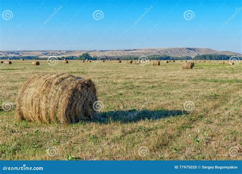 Straw Bales On Farmland At Sunset Haystacks Lay On Yellow Field In