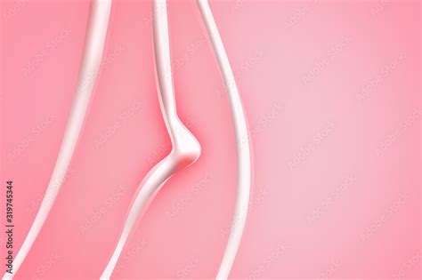 Female Reproductive System And Clitoris Anatomical Structure Of The