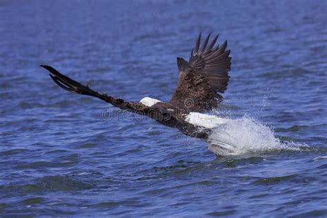 Eagle Attackes Its Prey Stock Photo Image Of Freedom 19822052