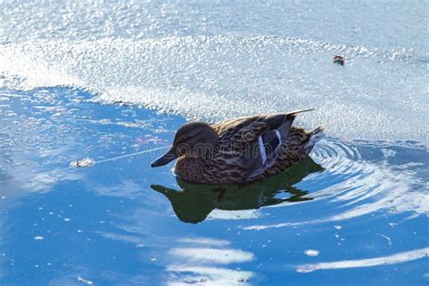 Beautiful Duck Swimming In The Cold Lake Near The Snow Covered Shore In
