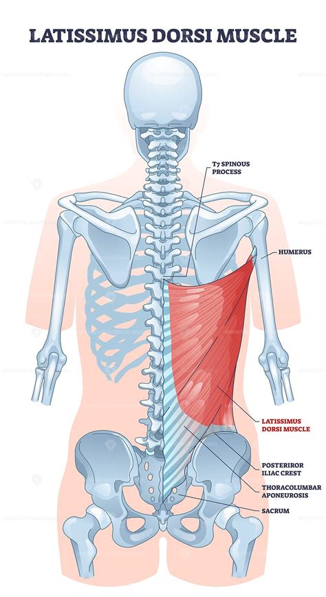 Latissimus Dorsi As Body Side Muscle Behind Human Ribcage Outline