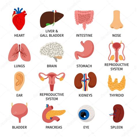 Órganos Del Cuerpo Humano Ilustración Del Vector Ilustración De Humano 7e7