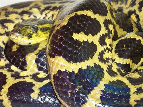 Best Jungle Life Yellow Anaconda Snake Wallpapers And Images