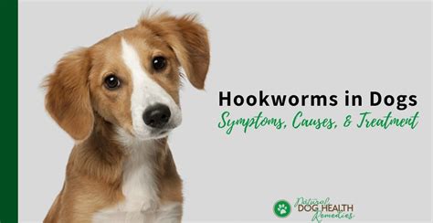 How Do You Treat Hookworms In Puppies